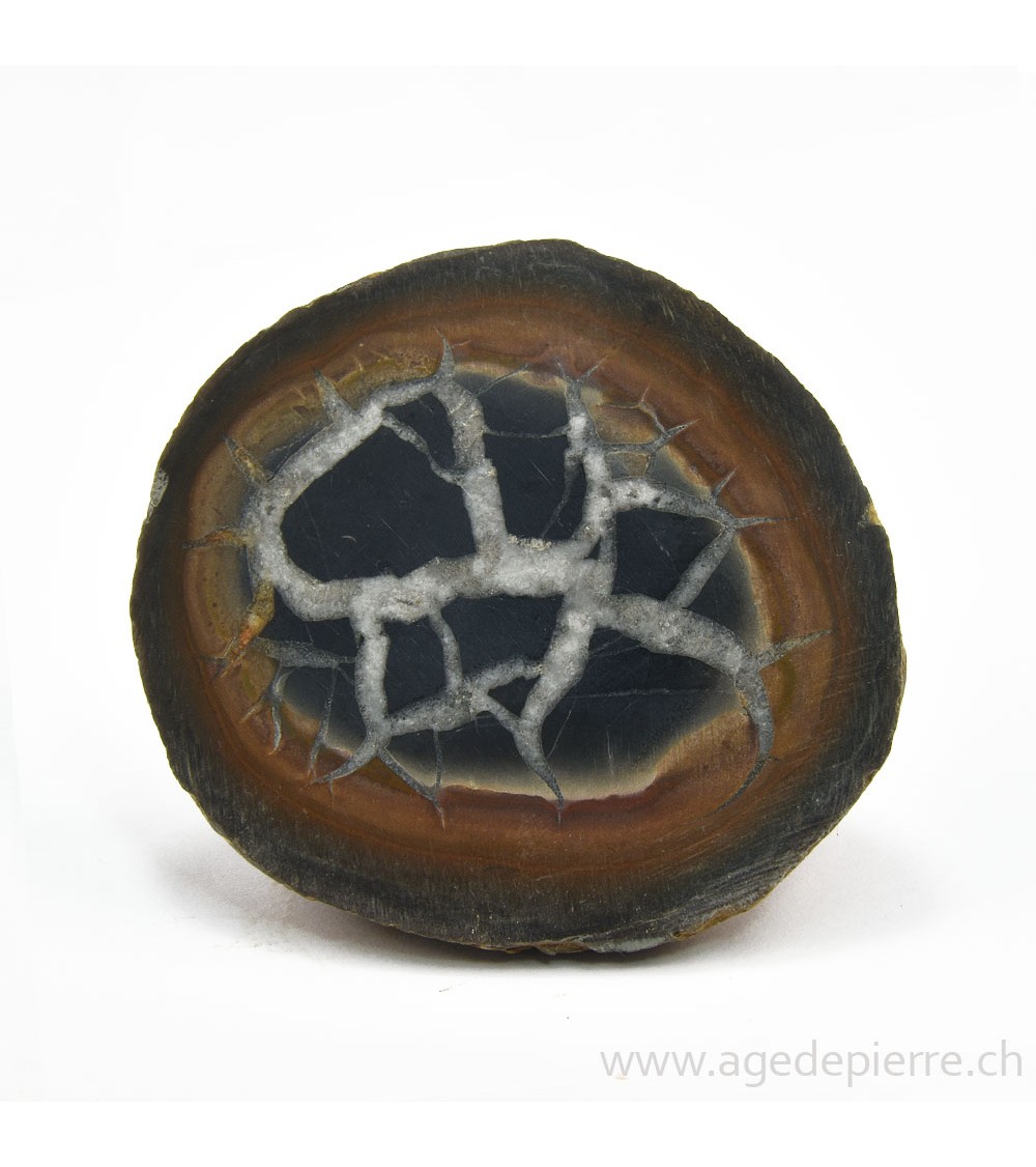 Septaria paire de géodes l'Âge de pierre Vevey