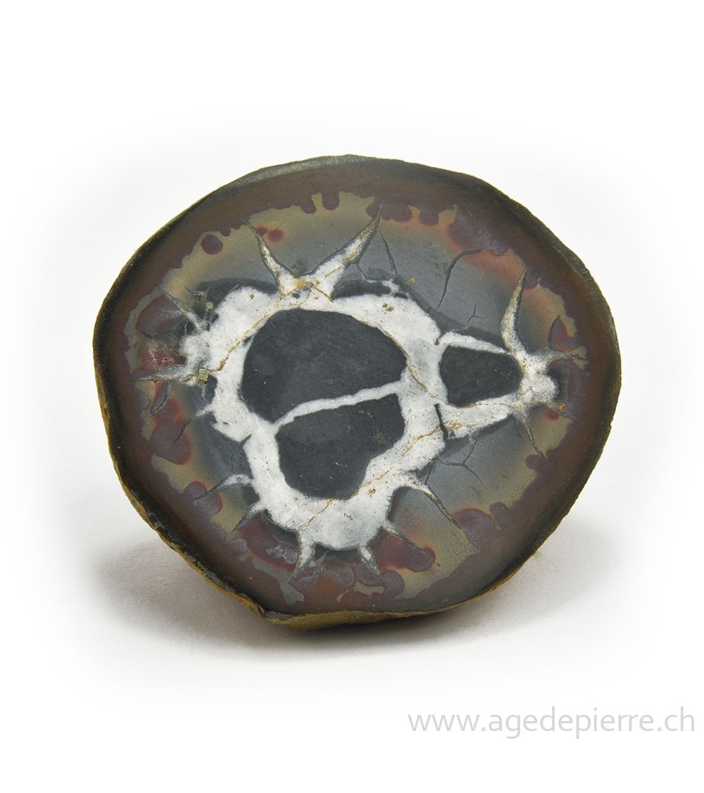 Septaria demi-géode l'Âge de pierre Vevey