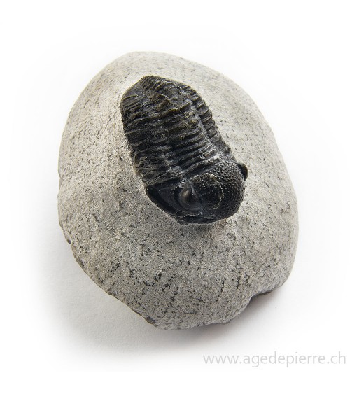 Trilobite phacops rana fossile