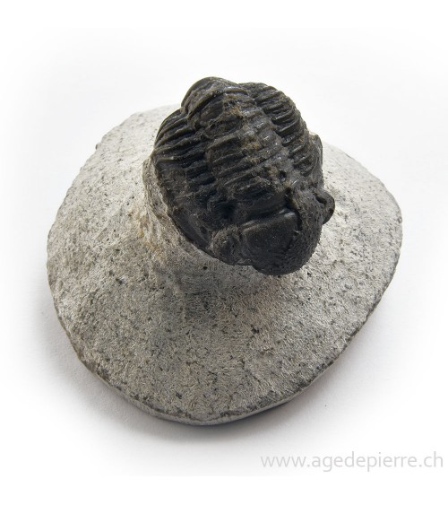 Trilobite phacops rana