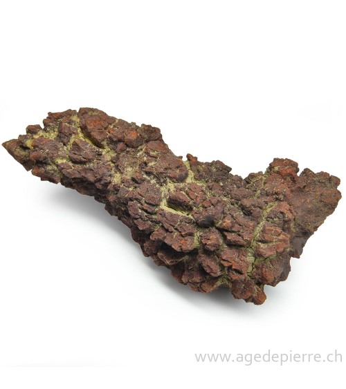 coprolite l'âge de pierre