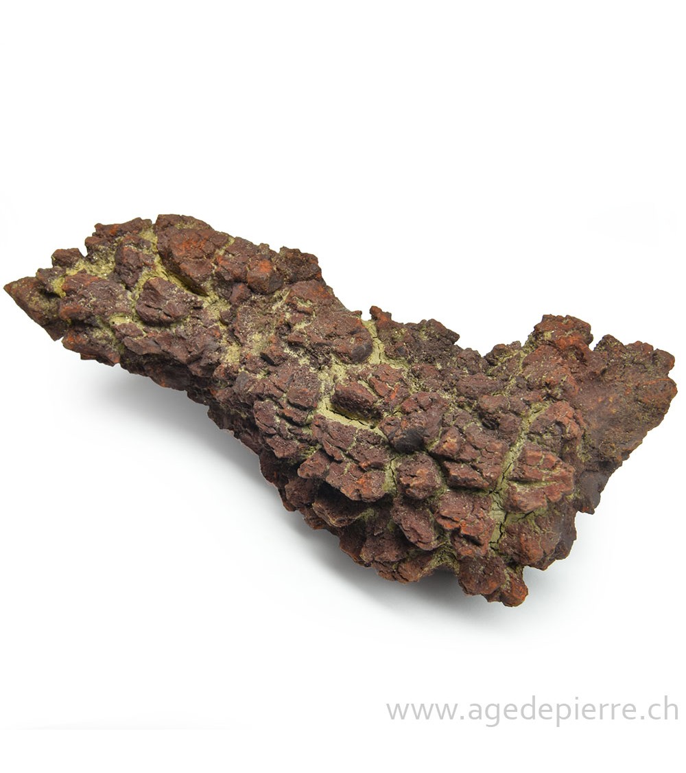 coprolite l'âge de pierre