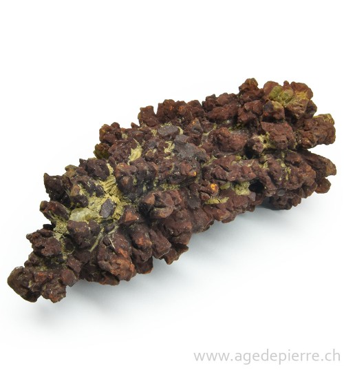 coprolite l'âge de pierre