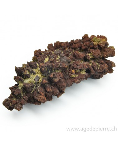 coprolite l'âge de pierre