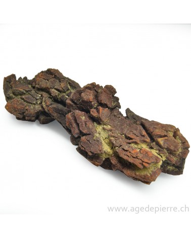 coprolite l'âge de pierre