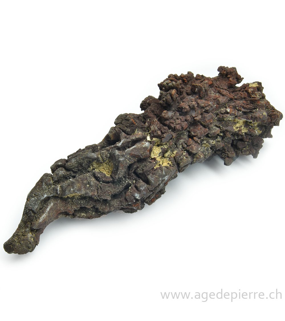 Coprolite l'âge de pierre